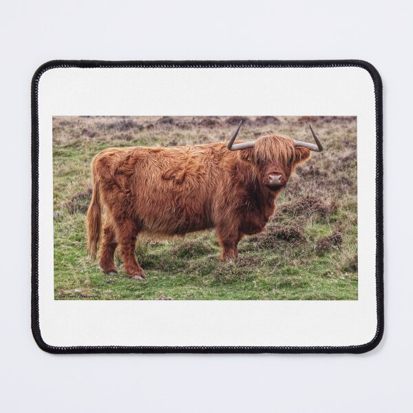 Item preview, Highland Cow designed and sold by ellenmpics.