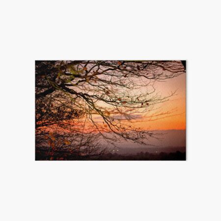 Orange Beech Tree Sunset Art Board Print
