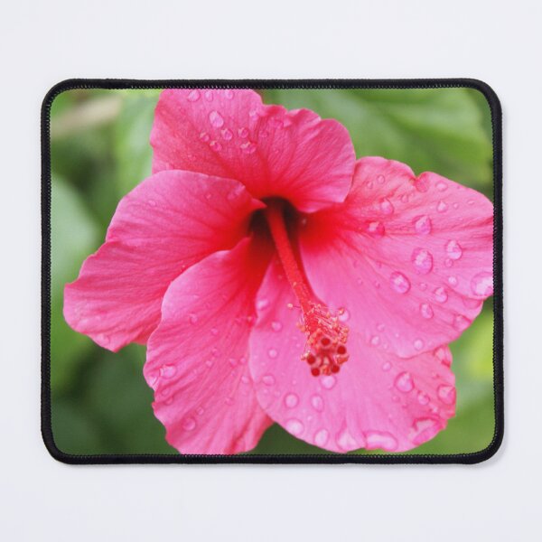 Item preview, Pink Hybiscus, Gaylords' Garden, La Mirada, CA, USA  designed and sold by leih2008.