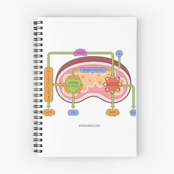 Item preview, Krebs Cycle in the Mitochondria designed and sold by Epoch-Lasers.
