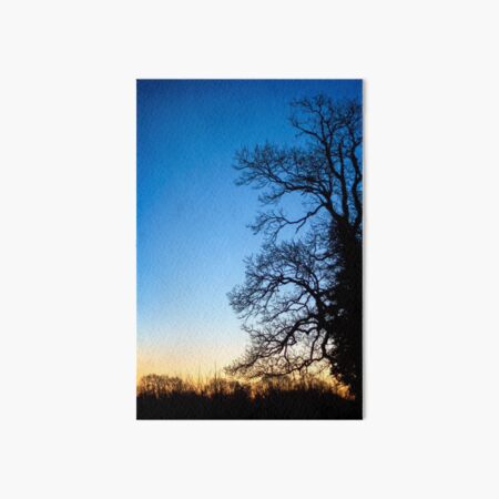 Blue Ash Tree Sunset Art Board Print