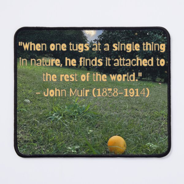 Item preview, “Tug at a Single Thing in Nature – John Muir Quote under Orange Trees” designed and sold by TrisaThyme.