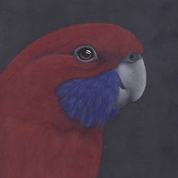 Artwork thumbnail, Rosella  by Laura Hillman