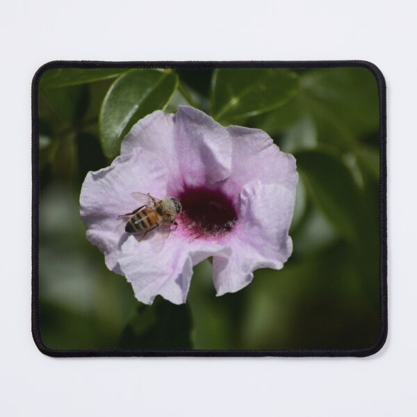 Item preview, Bee on Pink Flower designed and sold by MercerImages.