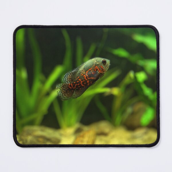 Item preview, Something Fishy! designed and sold by NS22 fashions.