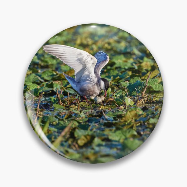 Item preview, Whiskered Tern (Chlidonias hybrida) designed and sold by Andreas Koerner.
