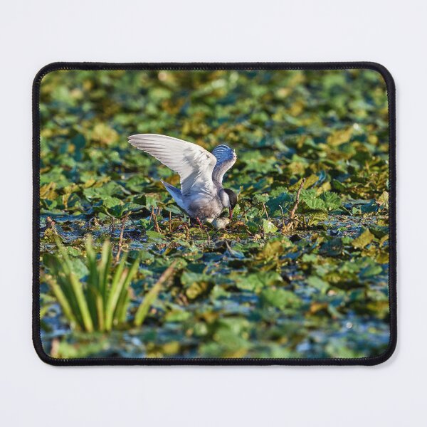 Item preview, Whiskered Tern (Chlidonias hybrida) designed and sold by Andreas Koerner.
