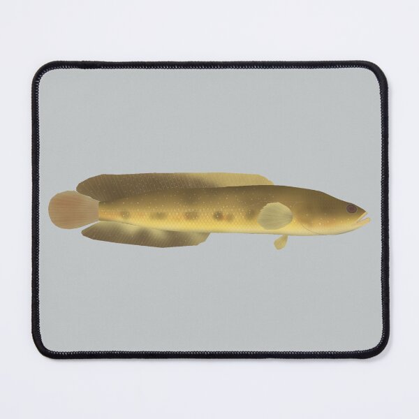 Item preview, Orangespotted Snakehead designed and sold by fishfolkart.