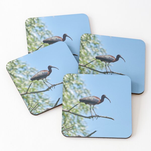 Item preview, Brown Ibis (Plegadis falcinellus) designed and sold by Andreas Koerner.
