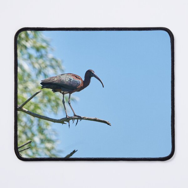 Item preview, Brown Ibis (Plegadis falcinellus) designed and sold by Andreas Koerner.