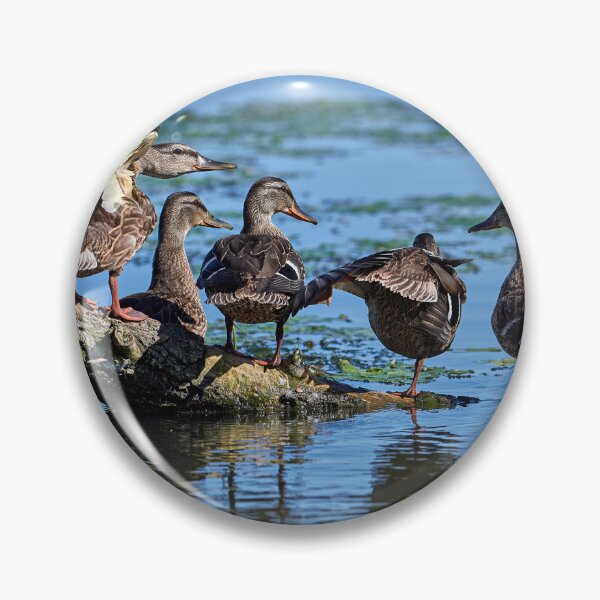 Item preview, Mallard (Anasplat rhynchos) designed and sold by Andreas Koerner.