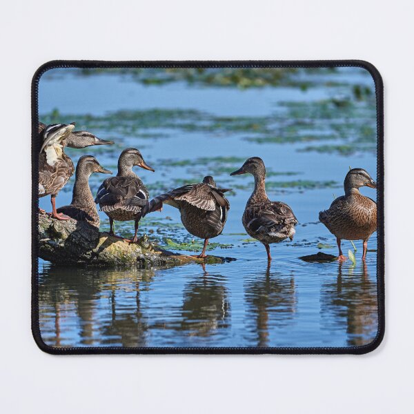 Item preview, Mallard (Anasplat rhynchos) designed and sold by Andreas Koerner.