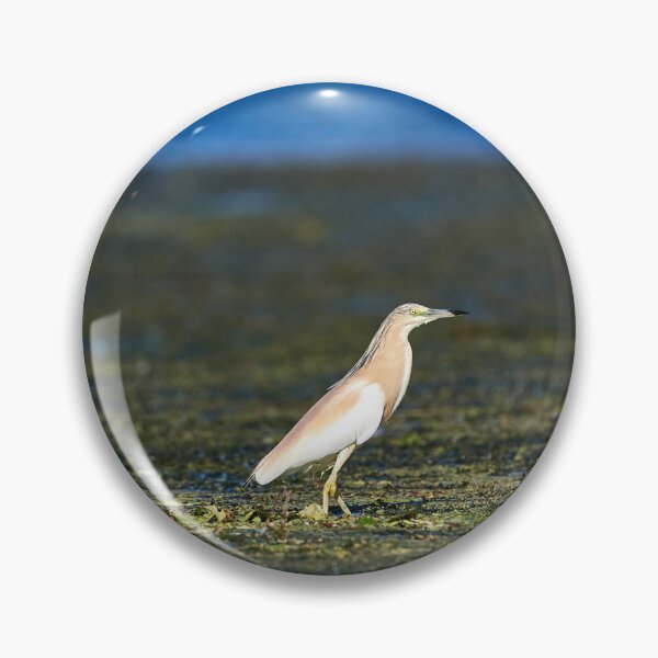 Item preview, Squacco heron (Ardeola ralloides) designed and sold by Andreas Koerner.