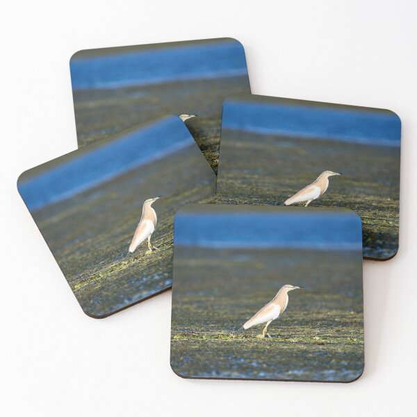 Item preview, Squacco heron (Ardeola ralloides) designed and sold by Andreas Koerner.