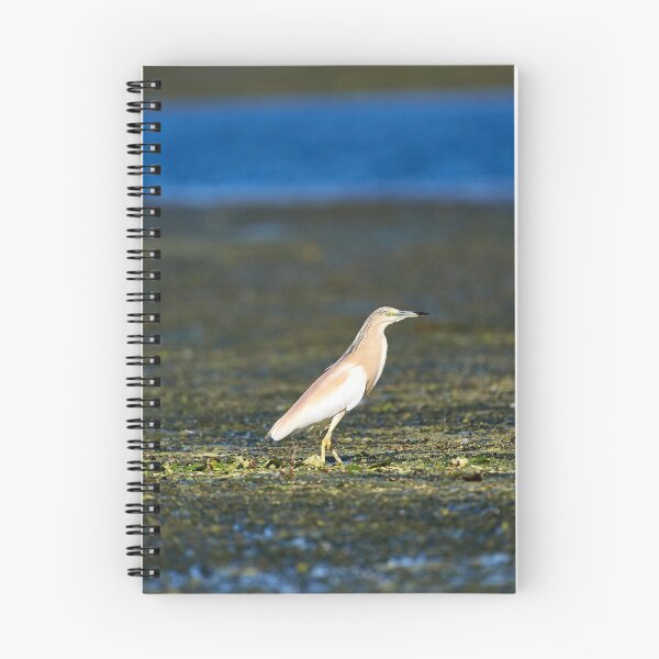 Item preview, Squacco heron (Ardeola ralloides) designed and sold by Andreas Koerner.