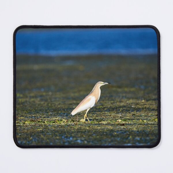 Item preview, Squacco heron (Ardeola ralloides) designed and sold by Andreas Koerner.