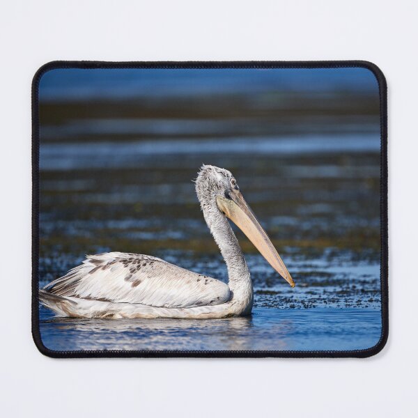 Item preview, Dalmatian Pleican (Pelecanus crispus) designed and sold by Andreas Koerner.