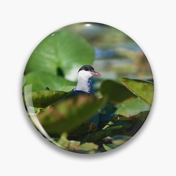 Item preview, Whiskered Tern (Chlidonias hybrida) designed and sold by Andreas Koerner.