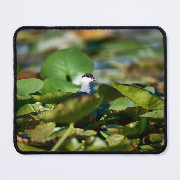 Item preview, Whiskered Tern (Chlidonias hybrida) designed and sold by Andreas Koerner.
