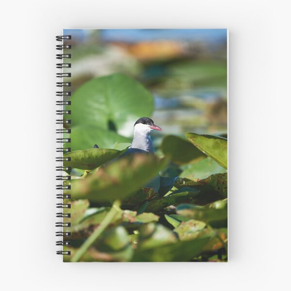 Item preview, Whiskered Tern (Chlidonias hybrida) designed and sold by Andreas Koerner.