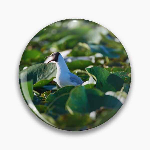 Item preview, Gaviota reidora (Chricocephalus ridinundus) designed and sold by Andreas Koerner.