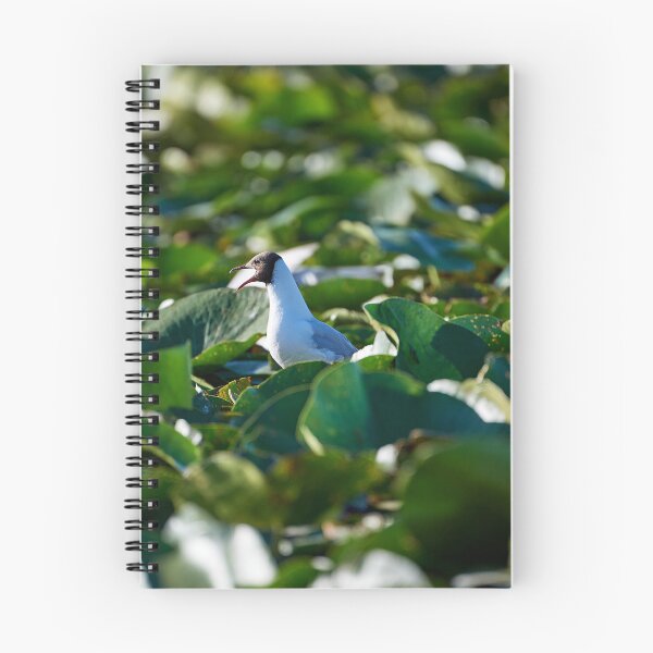 Item preview, Black-headed Gull (Chricocephalus ridinundus) designed and sold by Andreas Koerner.