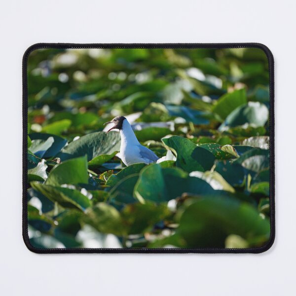 Item preview, Black-headed Gull (Chricocephalus ridinundus) designed and sold by Andreas Koerner.
