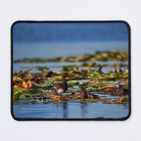 Item preview, Ferruginous Duck (Aythanyroca) designed and sold by Andreas Koerner.