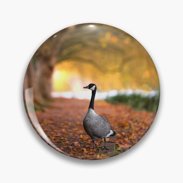 Item preview, Canada goose in autumn at Lake Baldeney by elbvue designed and sold by elbvue.