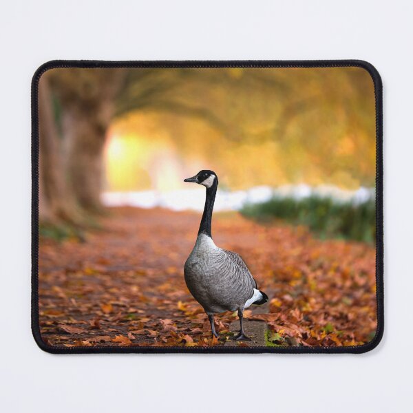 Item preview, Canada goose in autumn at Lake Baldeney by elbvue designed and sold by elbvue.