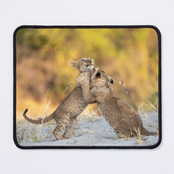 Item preview, Sand School — Lion Cubs Playfight at Dawn, Savuti designed and sold by DavideAntoniani.