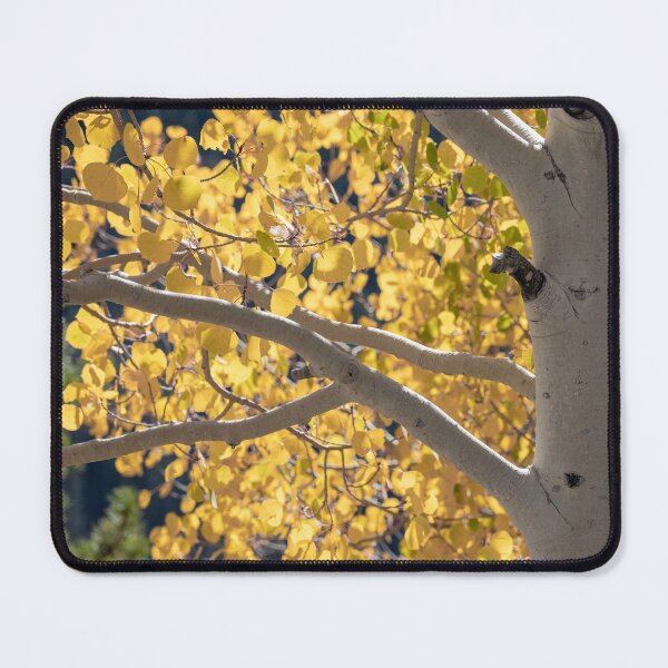 Item preview, Aspen Tree designed and sold by Imbeccable Images.
