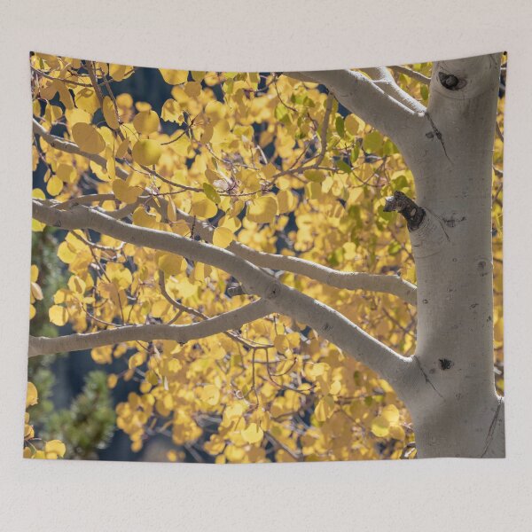 Item preview, Aspen Tree designed and sold by Imbeccable Images.