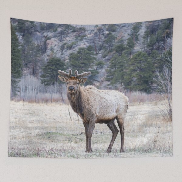 Item preview, Bull Elk designed and sold by Imbeccable Images.