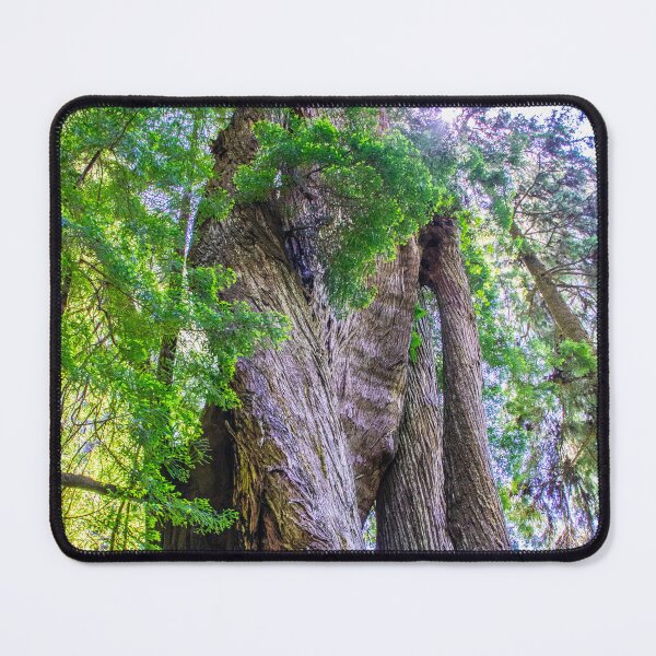 Item preview, Corkscrew Tree designed and sold by Imbeccable Images.