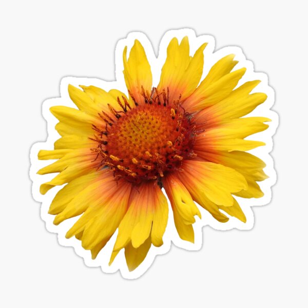 Blanket-Flower Sticker