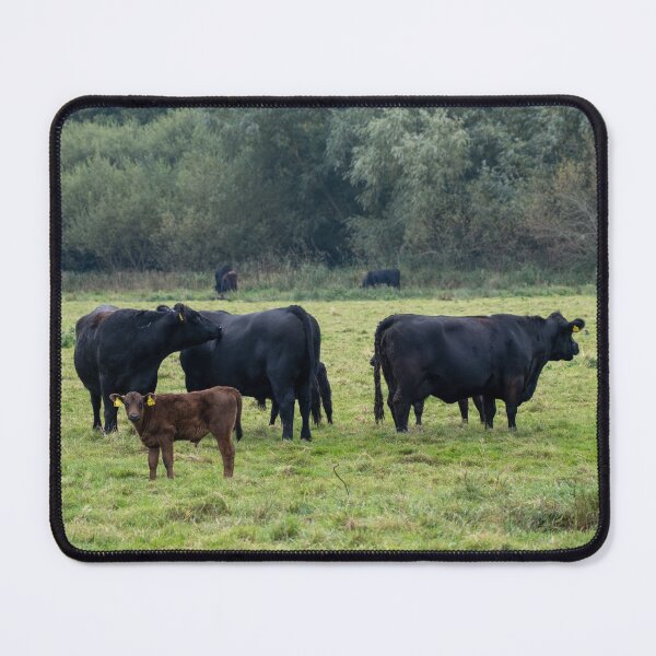 Item preview, Grazing cattle designed and sold by yackers1.