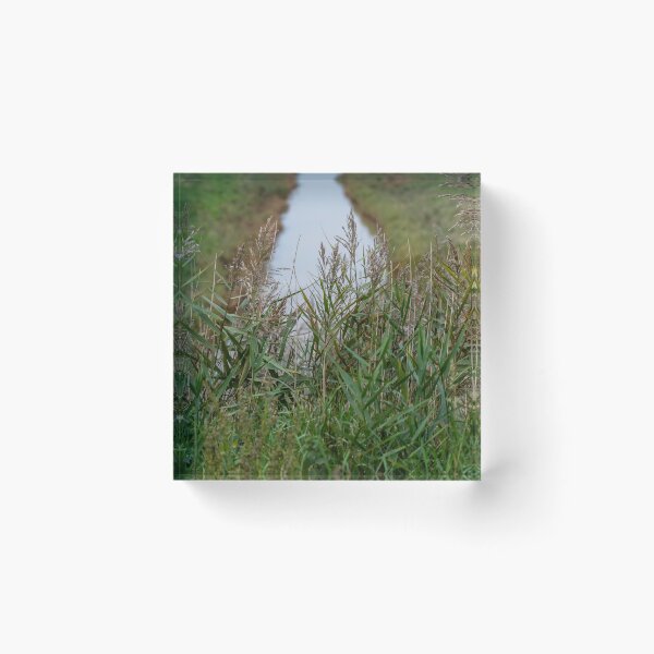 Item preview, Reeds by the river designed and sold by yackers1.