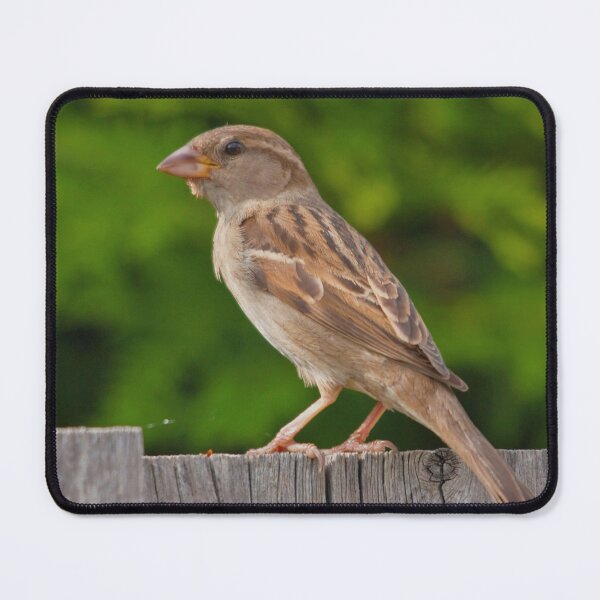 Item preview, A female sparrow designed and sold by Production Art Manon Meilleur.