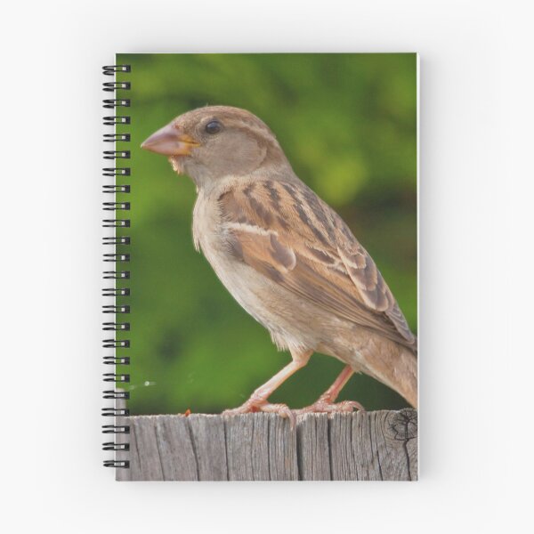 Item preview, A female sparrow designed and sold by Production Art Manon Meilleur.