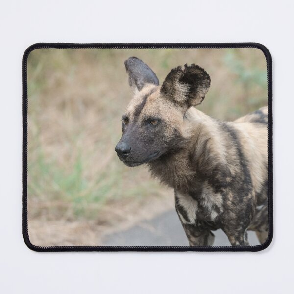 Item preview, Gold‑Eyed Sentinel — African Wild Dog Portrait, African Bush designed and sold by DavideAntoniani.