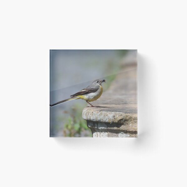 Item preview, Grey wagtail designed and sold by GreyFeatherPhot.