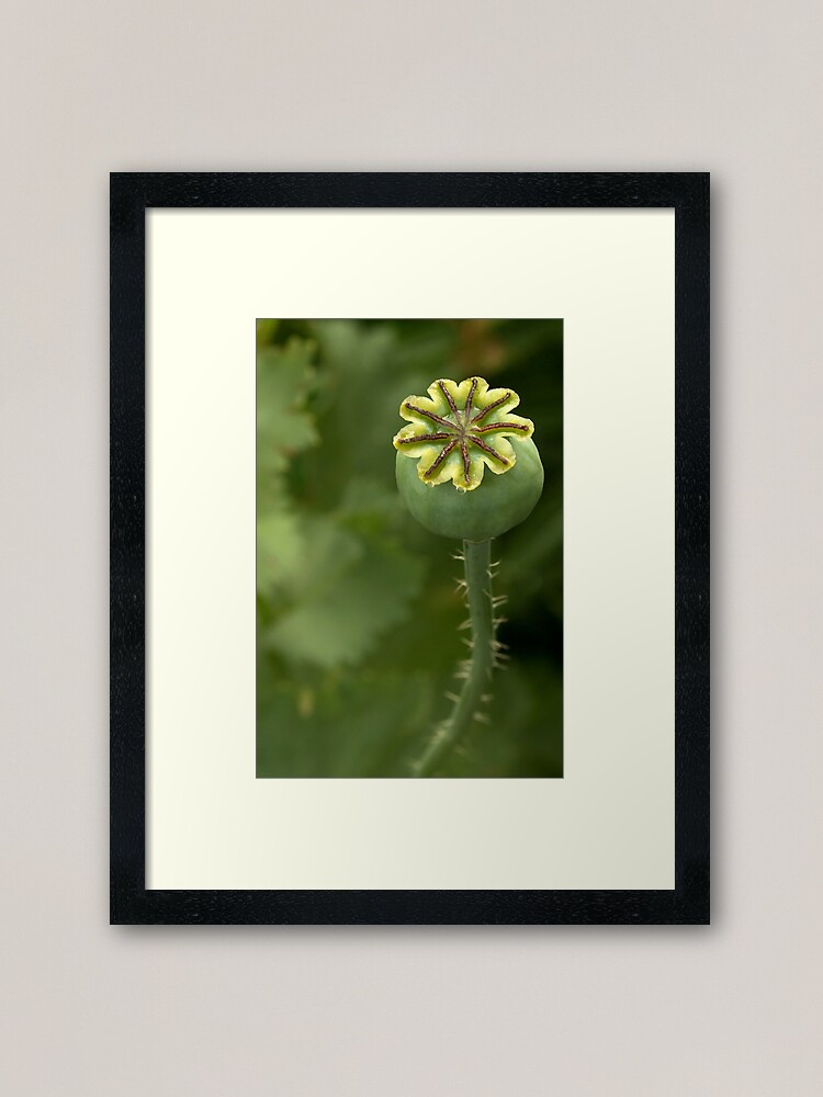 Thumbnail 1 of 7, Framed Art Print, Poppy's treasure box designed and sold by steppeland.