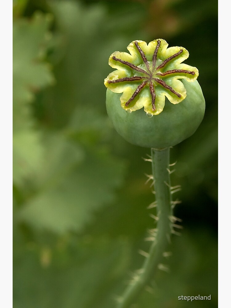 Thumbnail 2 of 2, Postcard, Poppy's treasure box designed and sold by steppeland.