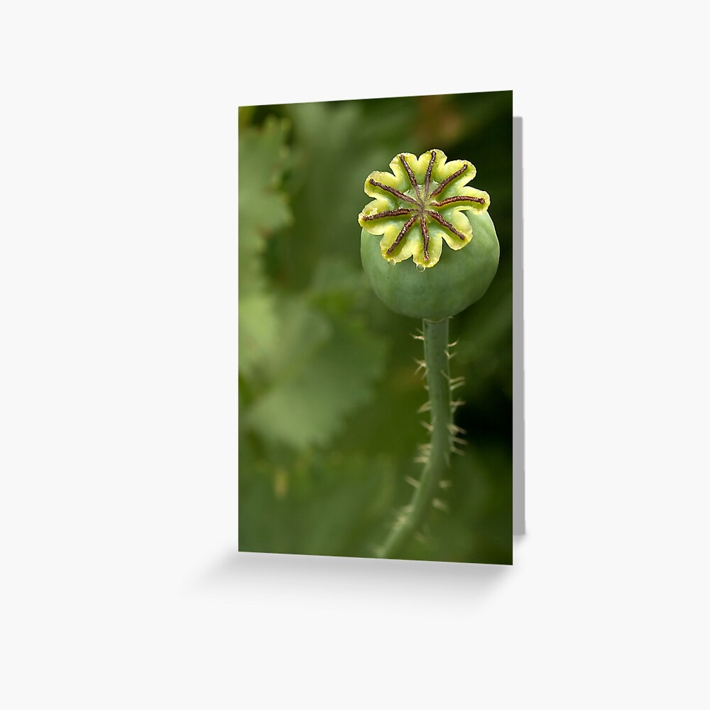 Item preview, Greeting Card designed and sold by steppeland.
