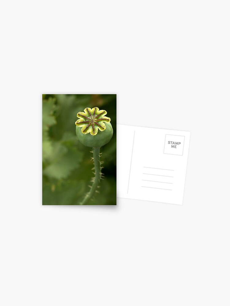 Thumbnail 1 of 2, Postcard, Poppy's treasure box designed and sold by steppeland.
