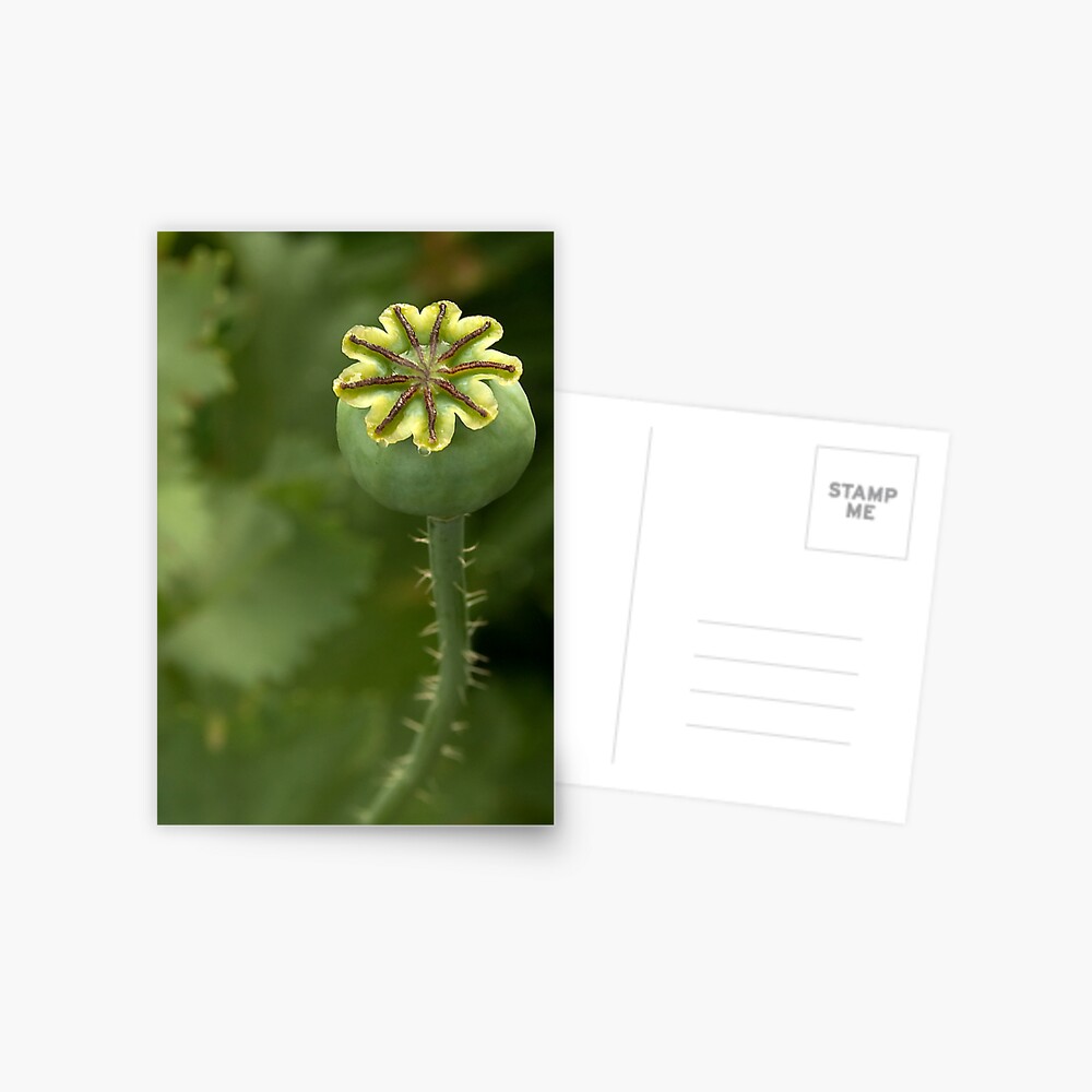 Item preview, Postcard designed and sold by steppeland.