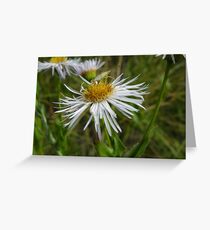 An insect Greeting Card