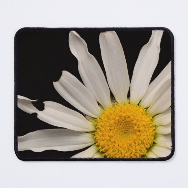 Item preview, White Daisy Bloom – Minimalist Macro Flower Photography designed and sold by Goiko7Margarita.