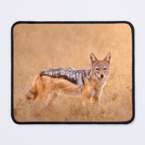 Item preview, Black-backed jackal at sunrise designed and sold by Mihaela Limberea.